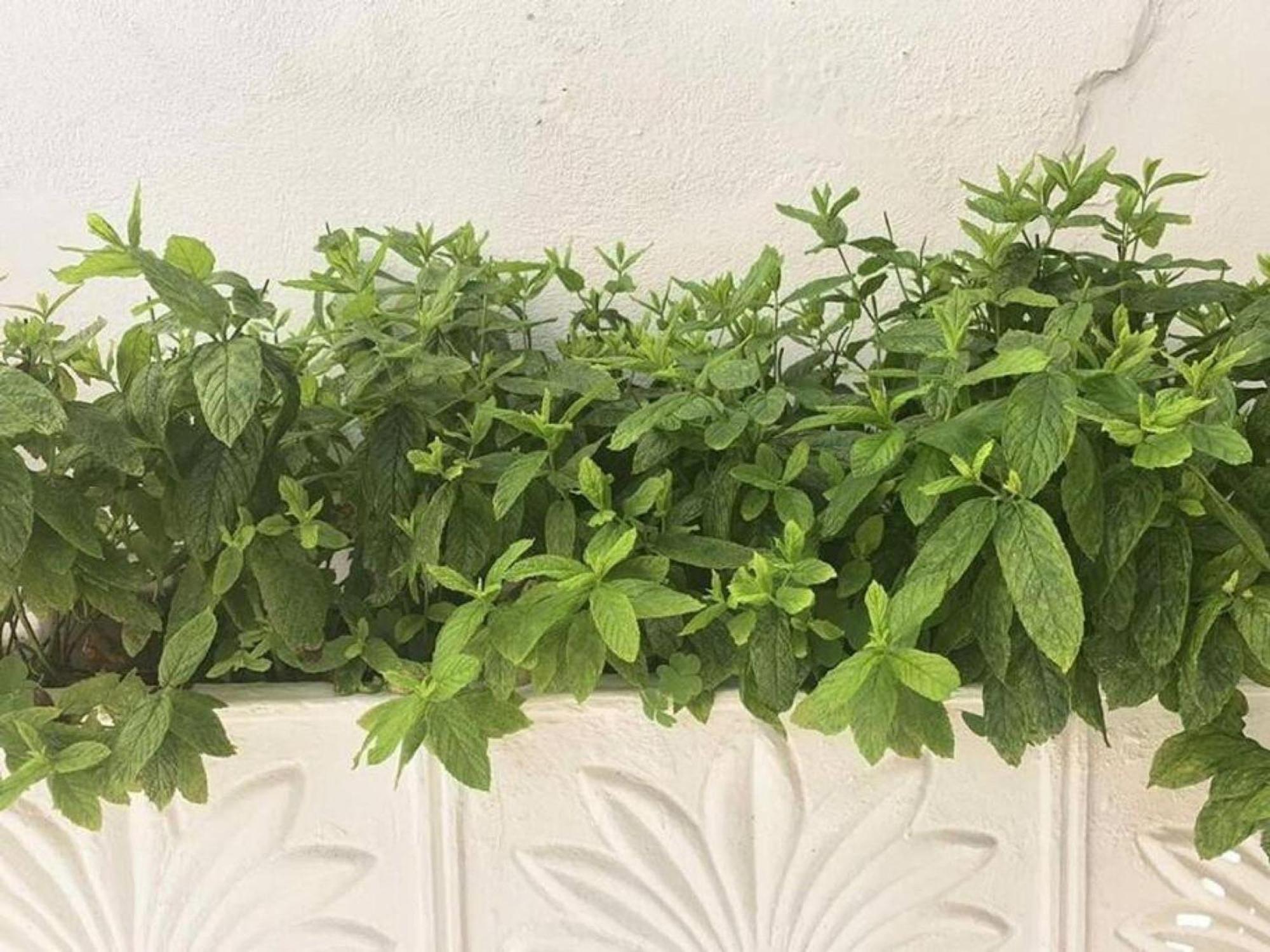 Dolce Vita - In The Heart Of Lefkada - Lefkada Bnb Eksteriør billede
